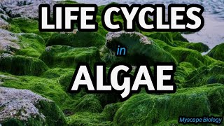 Life Cycles in Algae  BSMSBotany  Urdu amp Hindi [upl. by Manouch]