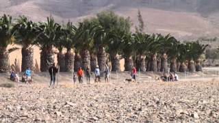 Carrera de Podencos Canarios en Fuerteventura parte I [upl. by Agem]