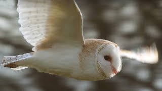 SlowMo Barn Owl in Flight  Unexpected Wilderness  BBC Earth [upl. by Walter]