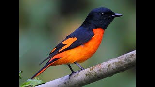 Orange Minivet birds orangeminivet birdsvideo birdshide nature 4k [upl. by Atiugram427]