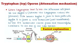 Trp Operon  Attenuation mechanism [upl. by Houghton478]