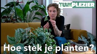 Hoe stek je planten  TUINPLEZIER [upl. by Lefton]