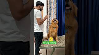 Barking Training 😮 dog goldenretriever doglover puppy [upl. by Laehcimaj614]