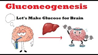 Gluconeogenesis Synthesis of glucose from Noncarbohydrate sources [upl. by Oht605]