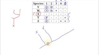 Cladogram Practice Problem [upl. by Atnuahsal]