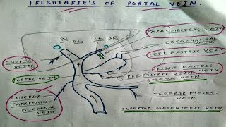 Tributaries of Portal Vein  Splenic Vein Superior Mesenteric Vein  TCML [upl. by Enitsirc854]