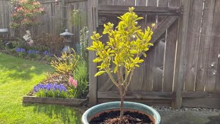 Euonymus quotChollipoquot Potted April 11 2022 [upl. by Latta]