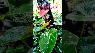 ඇන්තූරියන් මල🌷  4 Anthurium mala flowers vidio flower shop🥰✔️ [upl. by Blake119]