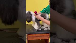 LHASA APSO PUPPY FULL GROOMING 🙉🥹🐶 puppy lhasaapso care pets [upl. by Modesta908]