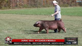 DUROC 1055  quotAll Inquot Bred Gilt Sale  Nov 16th 2024 [upl. by Arnaldo]