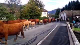 Transhumance cow herders in the Ballon DAlsace France [upl. by Willette]