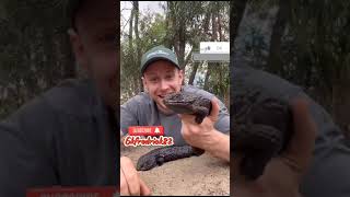 Shingle Lizard giving birth to an 8 year size of a 🦎 Lizard reptiles lizard lizardlife reptiles [upl. by Chelton]