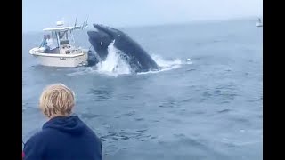 Whale’s JawDropping Attack Boat Capsized by Giant Off New Hampshire Coast 🚤🐋 [upl. by Otrebire177]