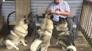 Norwegian Elkhound Basic Manners [upl. by Renzo]