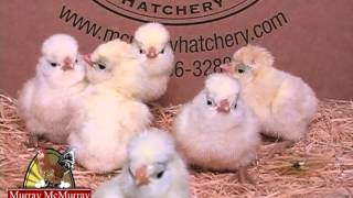 While Polish  Murray McMurray Hatchery [upl. by Ahtelat663]