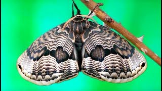 Full cycle of Brahmaea tancrei moth [upl. by Yanehs]