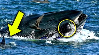 Whale Suddenly Swallowed A Diver 5 Minutes Later Everyone Was Extremely Shocked To See [upl. by Sander]