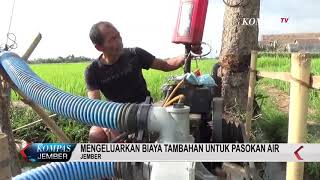 Irigasi Kering Petani Rogoh Kocek Sewa Pompa Air [upl. by Modnar]