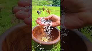 Grilled Salmon in the Wild is Deliciousoutdoorcooking cooking asmr food chef salmon [upl. by Lebatsirhc3]