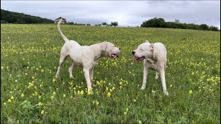 The majestic Dogo Argentino [upl. by Rammus617]