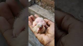 Pigeon Chick ❤️🥰 pigeons pigeon tamil vlog pigeonlover freakybirds hakkimfreak [upl. by Placidia]