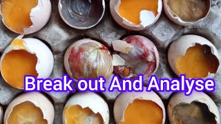 HOW TO BREAK OUT AND ANALYSE UNHATCHED EGG Chicken egg break out [upl. by Ecinahs]