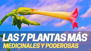 7 PLANTAS MEDICINALES PODEROSAS Cafe Tabaco Quina Rauvolfia Vinca Belladona Berberis Coffea [upl. by Cyna]