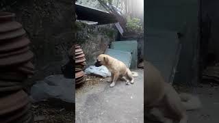 Dog❤️kobotorviralvideo ❤️❤️ [upl. by Anujra432]