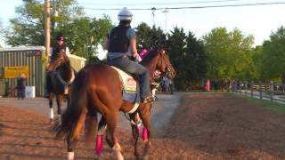 Orb Departing Energetic the Day Before Preakness [upl. by Aicinoid439]