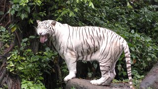 ホワイトタイガーシンガポール動物園White tigerSingapore Zoo [upl. by Shaine]