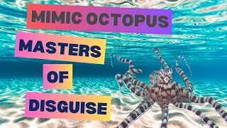 Mimic Octopus  Masters of Disguise [upl. by Danczyk]