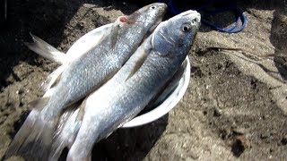 Pesca en Arquillo con Grupo PescAmigos  Paracas Pisco Peru [upl. by Octavus]