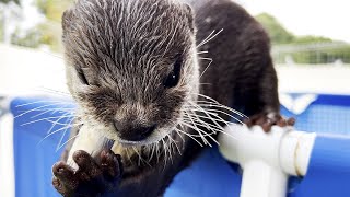 Otters Eating Fish Shorts [upl. by Anaoj]