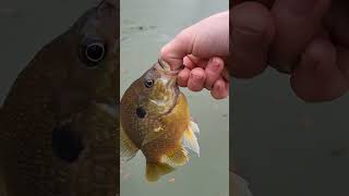 big greengill caught through the ice fishing fish viral shorts trending trendingshorts [upl. by Kunin]