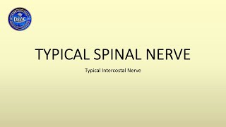 Typical Spinal Nerve  Typical Intercostal Nerve [upl. by Anitsirk692]