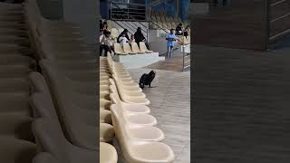 Seal  Pinniped  Dolphin Village Dammam  Saudi Arabia [upl. by Gurney299]