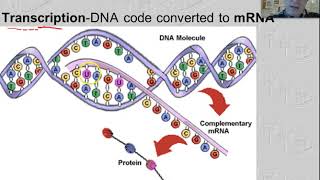 DNA Replication amp Protein Synthesis [upl. by Avevoneg841]