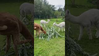 Alpaka taste denmark alpacalove nature cute alpaka farmlife [upl. by Ranice]