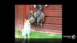 Norrbottenspets Dog breed [upl. by Yllut]