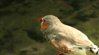 Zebra Finch Taeniopygia guttata  Zebrafink [upl. by Sergo]