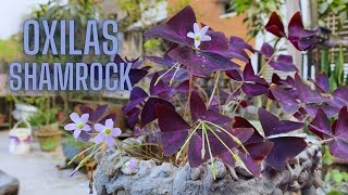 Purple butterfly plant How to grow oxalis triangularis  GardenArcX EP85 [upl. by Gold]