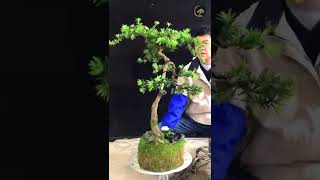 How to bend a Podocarpus bonsai tree [upl. by Ynogoham740]