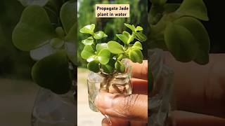 Propagate jade plant 🌱 in water। shorts trending [upl. by Alaik]