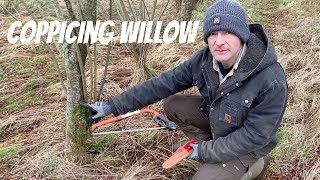 Coppicing Willow Why When and How [upl. by Acillegna]