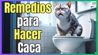 🔴 MI GATO NO PUEDE HACER CACA 🔴 REMEDIOS CASEROS PARA EL ESTREÑIMIENTO EN GATOS [upl. by Lahcar]