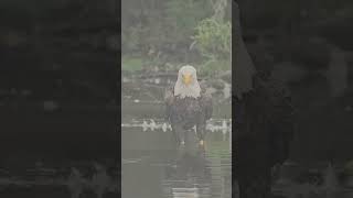 Bald Headed Eagle Must SEE Extreme close up off a Bald Eagle shorts [upl. by Onimod]