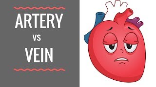 Arteries vs Veins  Circulatory System [upl. by Olin]