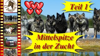 Teil 112  Unsere Mittelspitze aus seriöser Hundezucht  Mittelspitz „von der Roßsteige“ VDH  FCI [upl. by Nanci270]