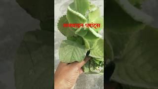 अजवायन plants कैसे लगाएं gardening garden plants nature shorts viralvideo shortsvideo [upl. by Ackley]