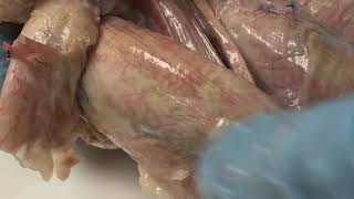 Video 5 Dorsal Muscles of the Rabbit [upl. by Edra712]